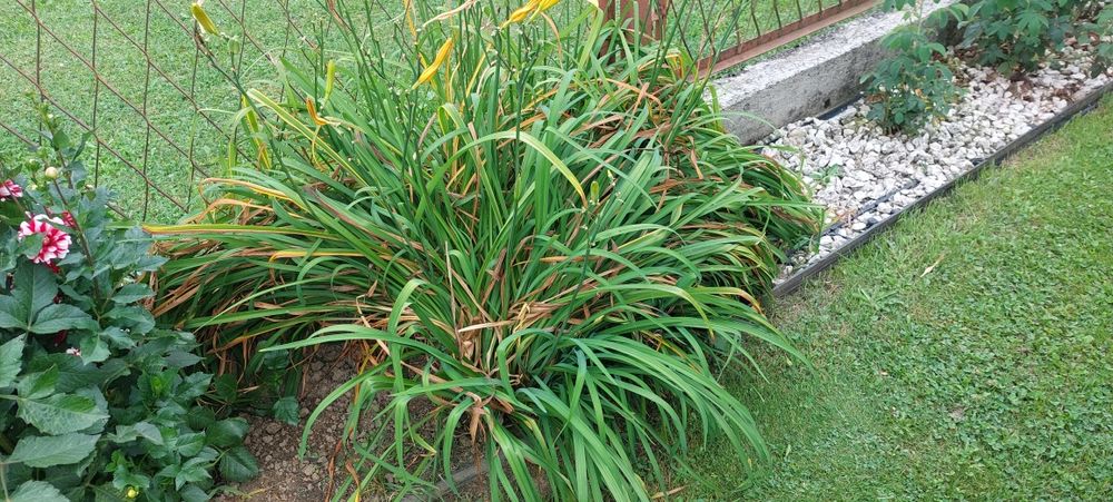 Liliowiec sadzonka