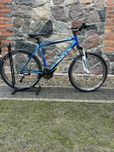 Rower Bulls pulsar