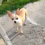 Chihuahua chłopiec