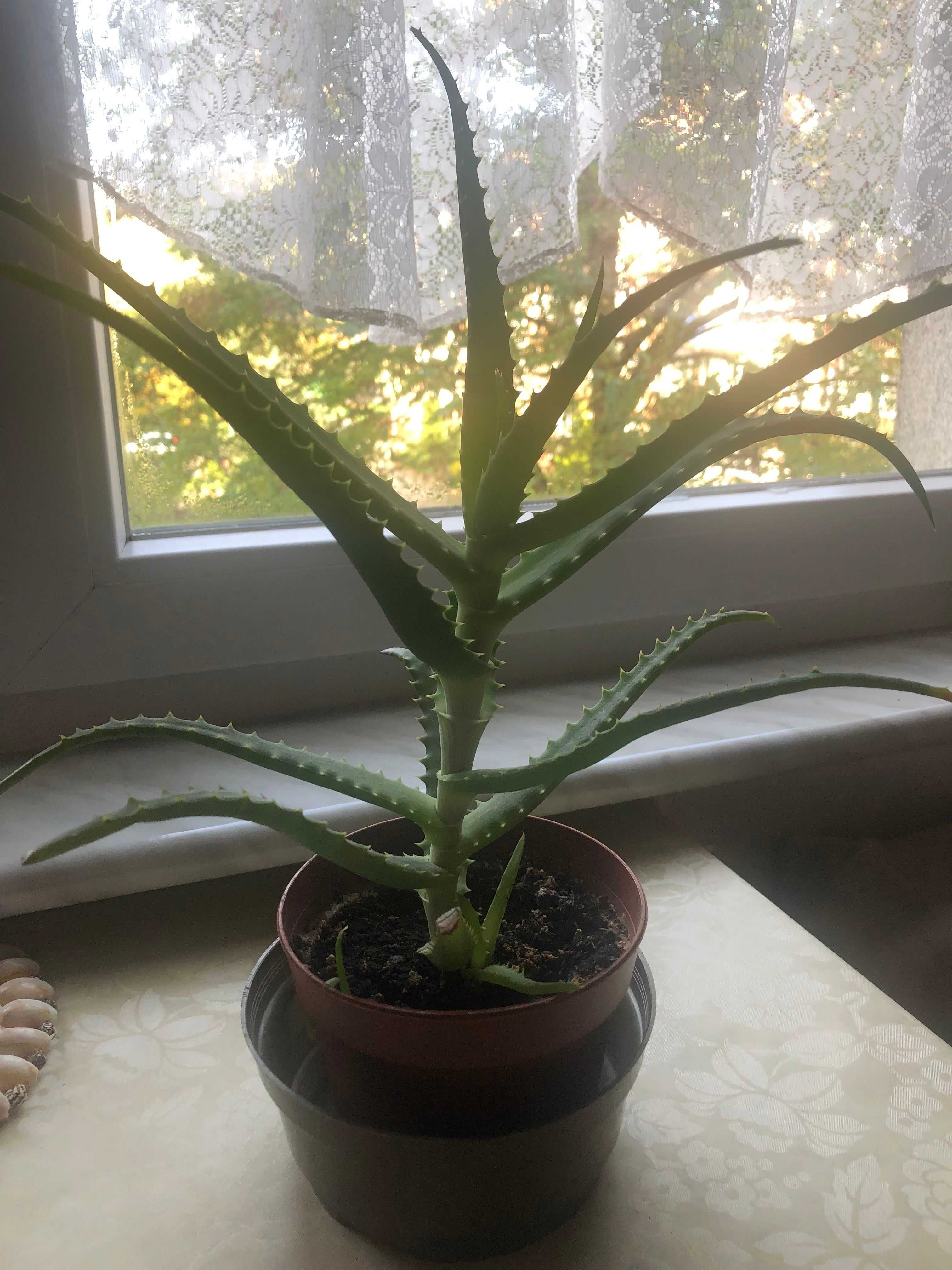 Aloes leczniczy drzewiasty, 45 zł