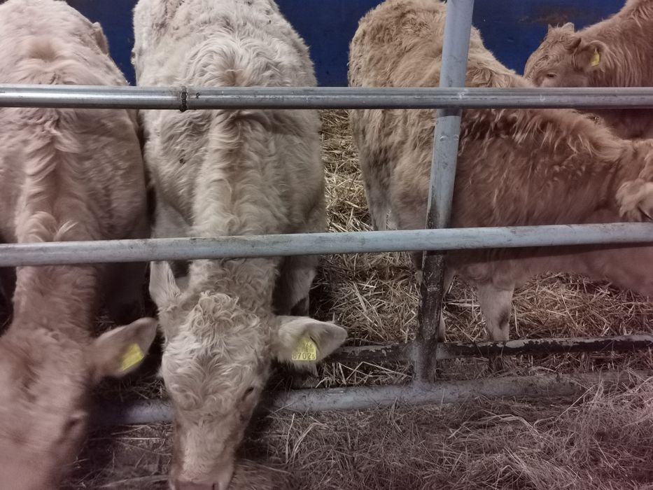 Odsadki ładne duże tanio