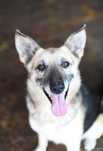 Foxi poleca się do adopcj