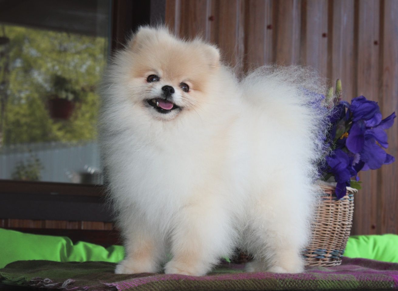 Померанський шпіц вязка КСУ POMERANIAN(TOY) male for breeding FCI!