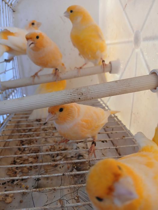 Canários na zona de Amares Braga