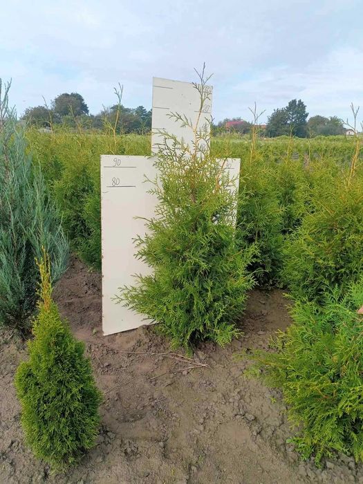 Туї, ялівець, дерен, бірючина, хакуро нішікі