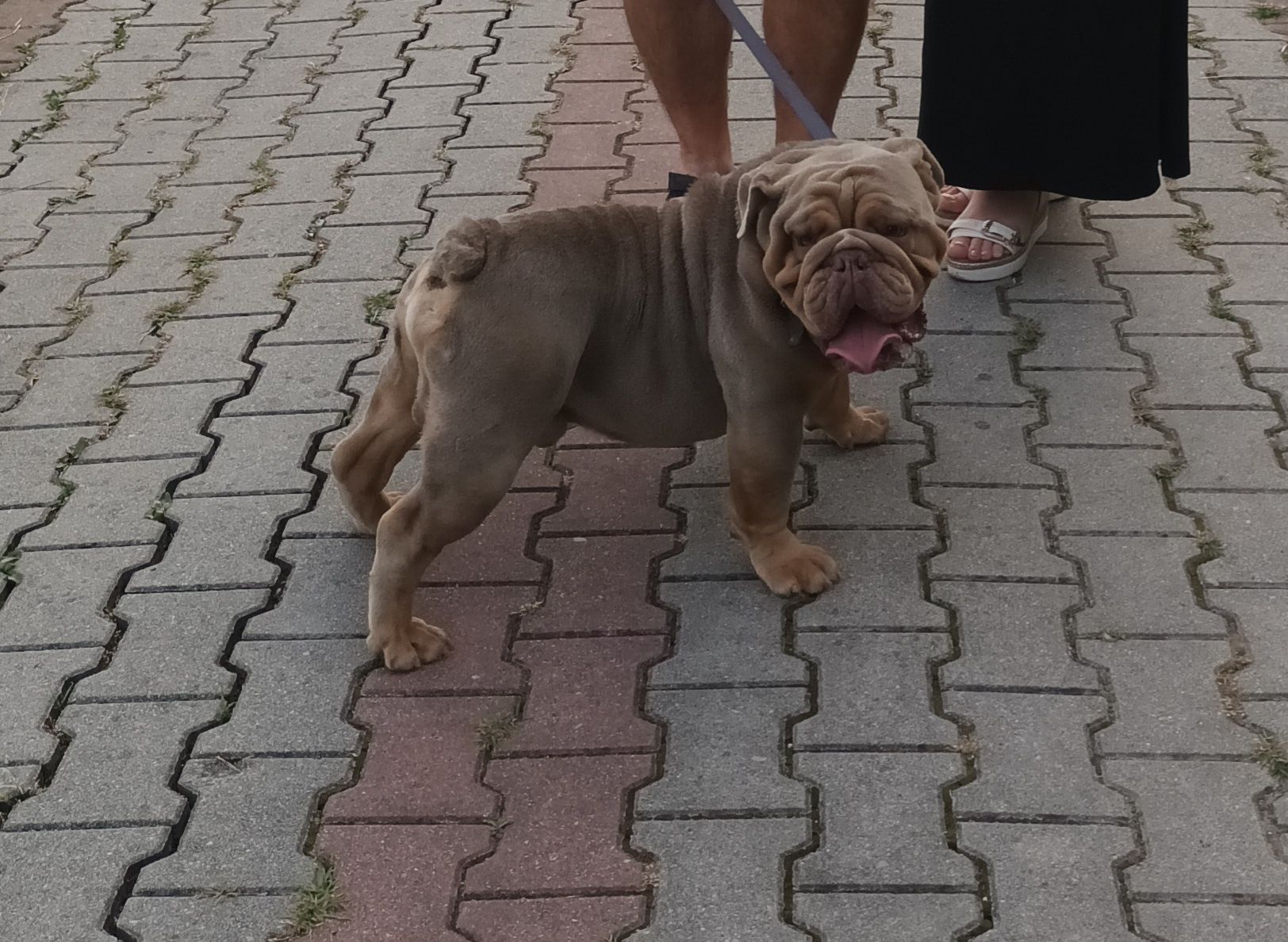 Buldog Angielski sliczny boy