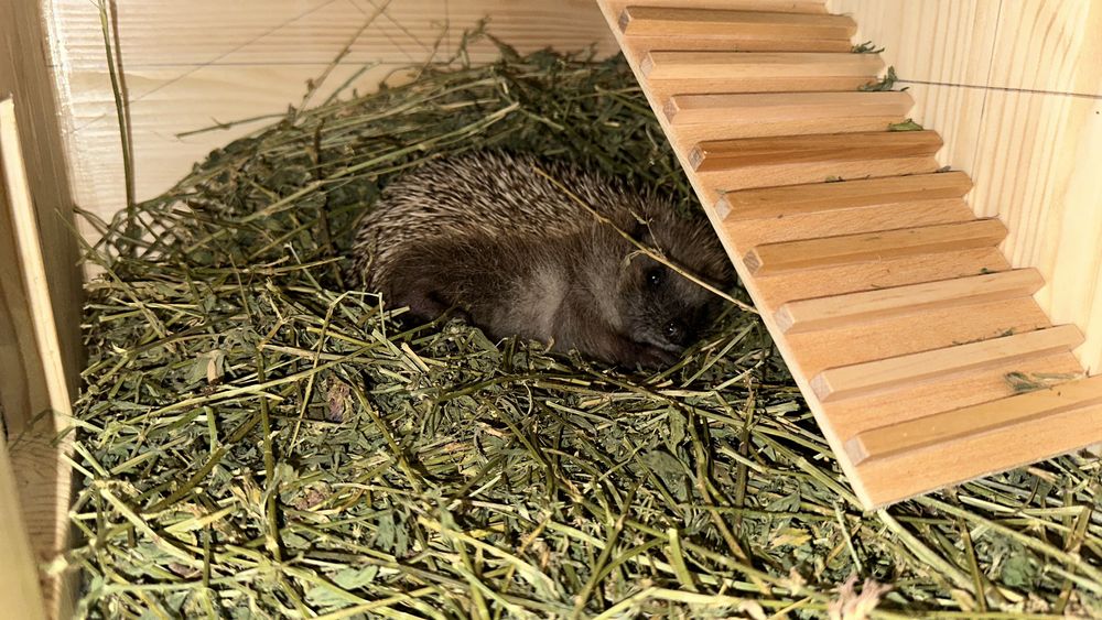 Gaiola Artesanal de Madeira, Conforto para seu animal 120x40x40 cm