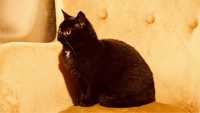 Nutka - 5 miesięczna w typie brytyjskim puchata kotka szuka domu