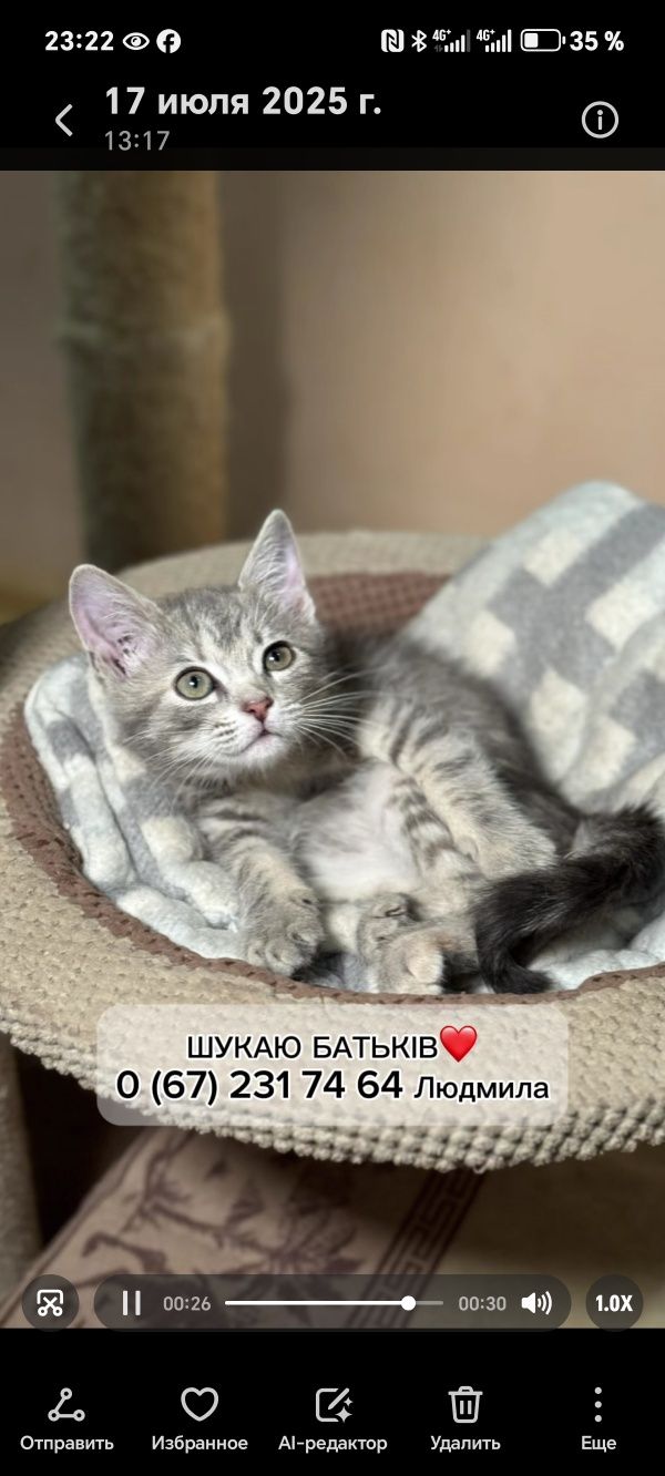 Подарю маленькую котейку 2 мес