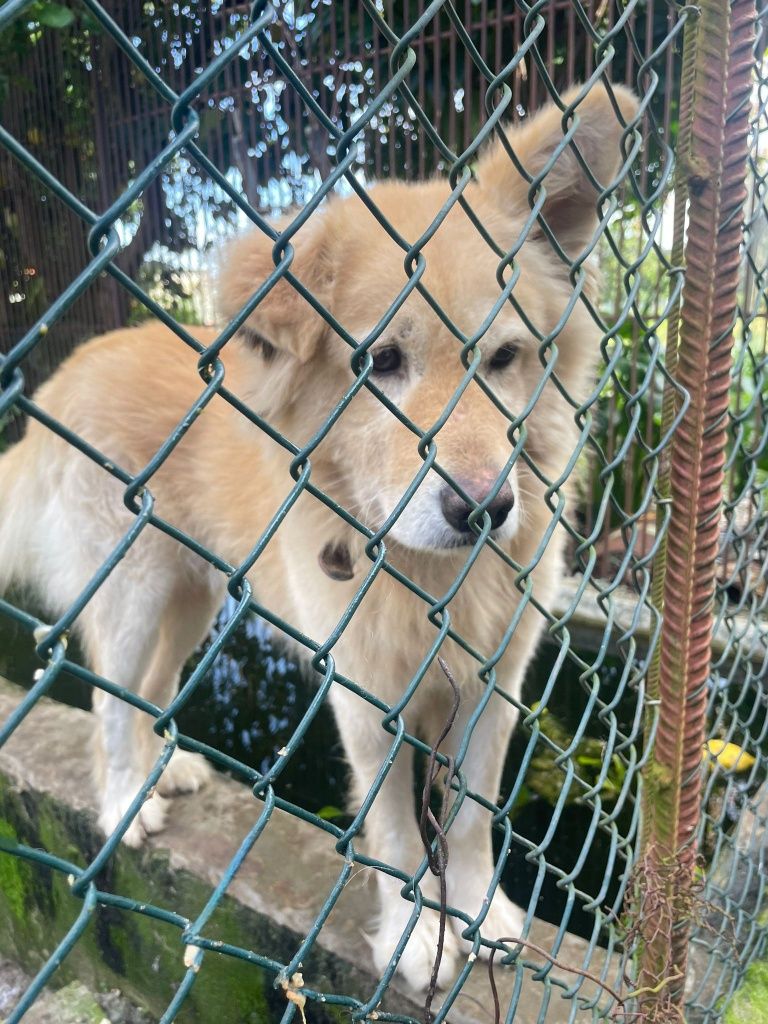 Cão de porte grande para adoção