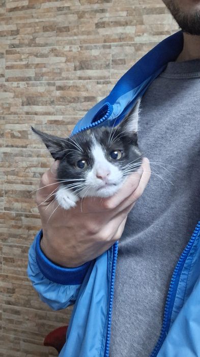 Dá-se gatinhos bebes