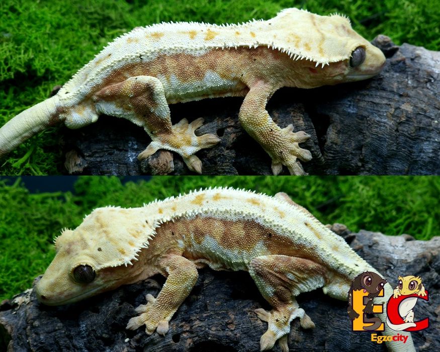 32. Gekon orzęsiony samiec Lilly White