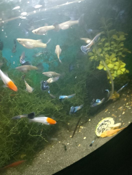 Sprzedam gubiki metal blue japan