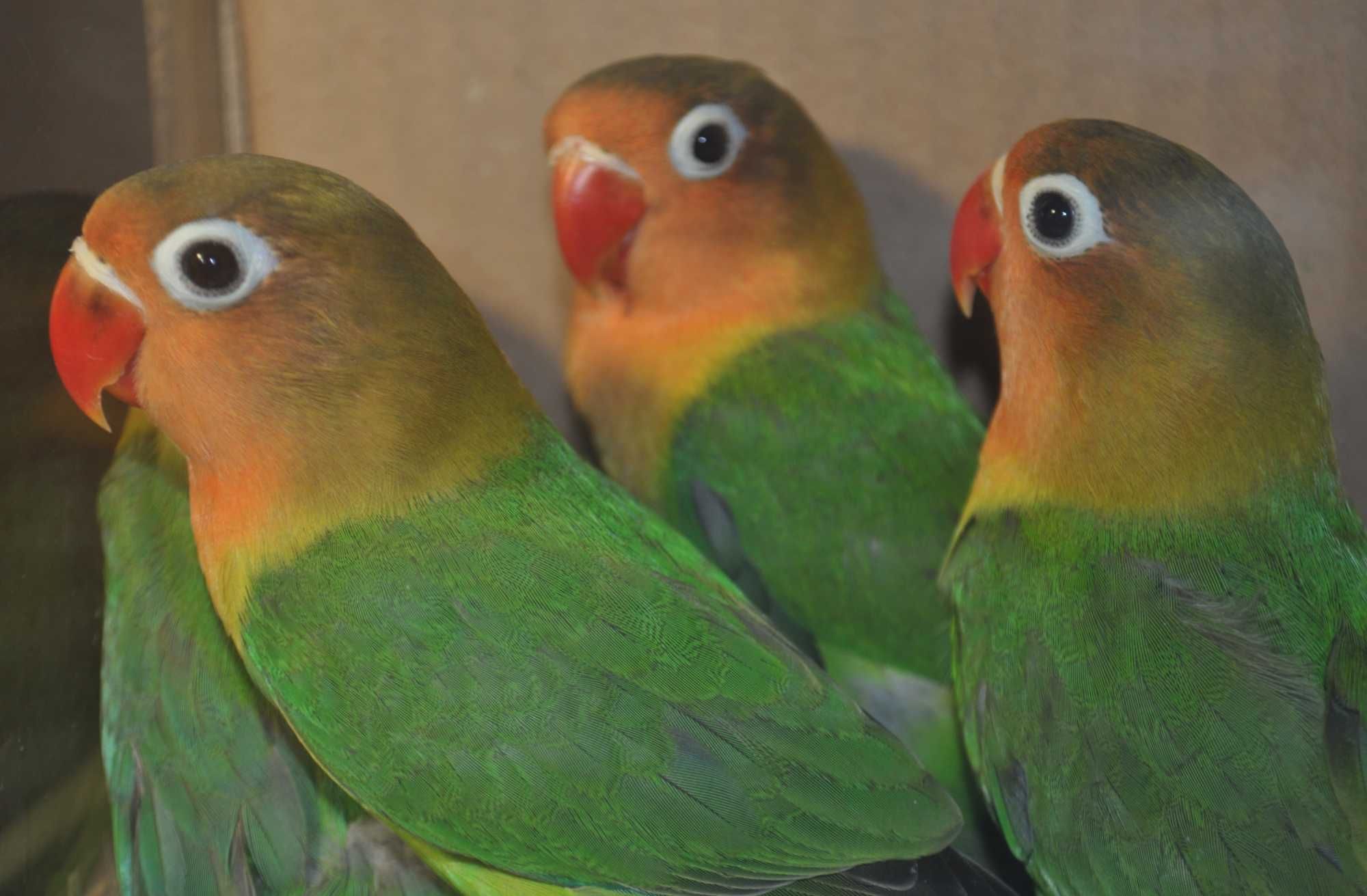 Птенцы волнистых попугаев ,неразлучников розовощеких и фишеров.