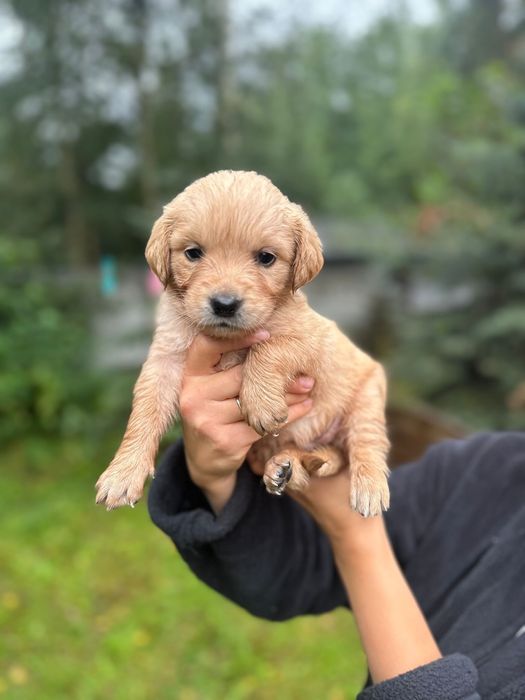 Piesek Golden Retriever