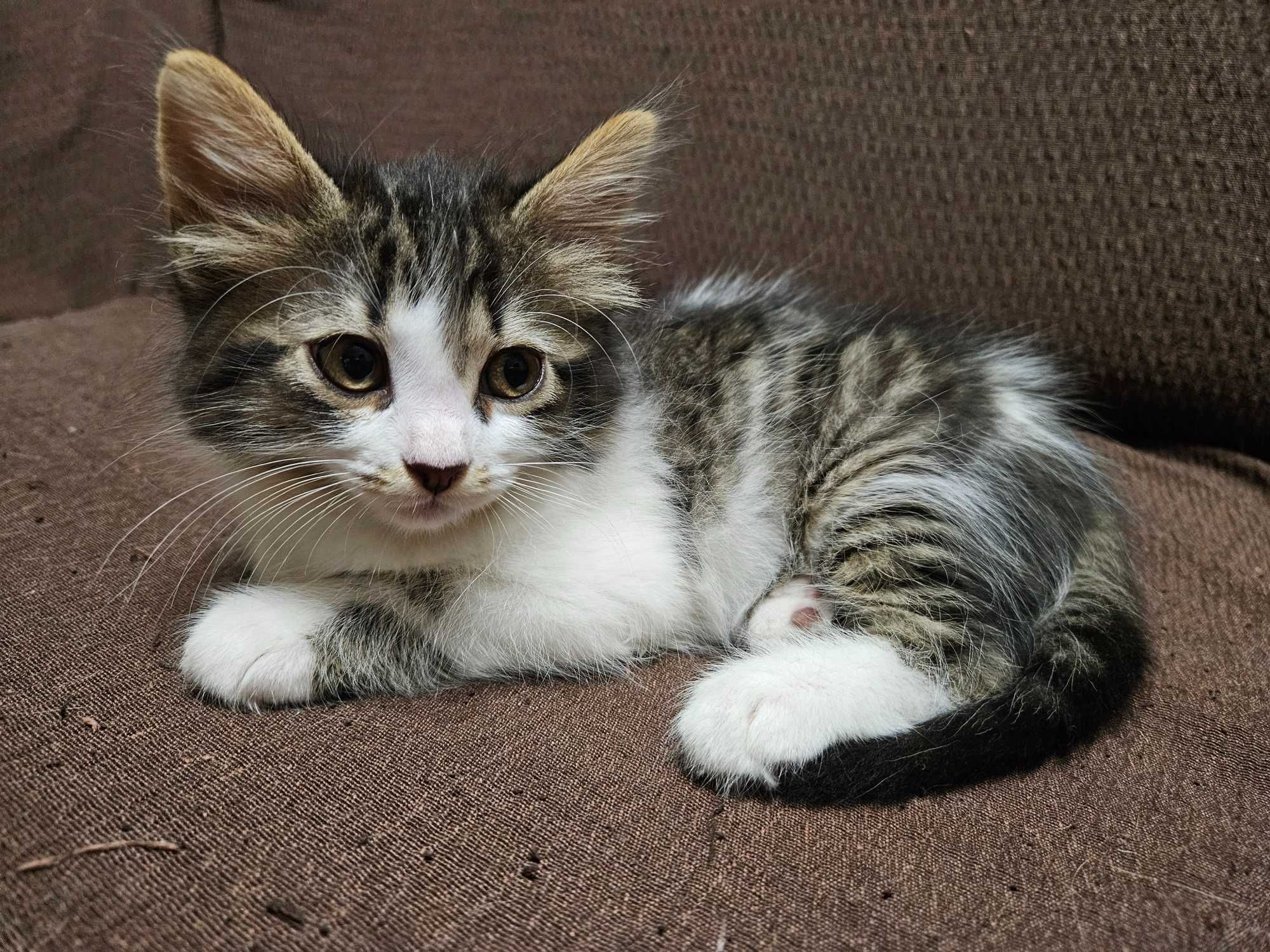 Gatinhos amorosos para adoção