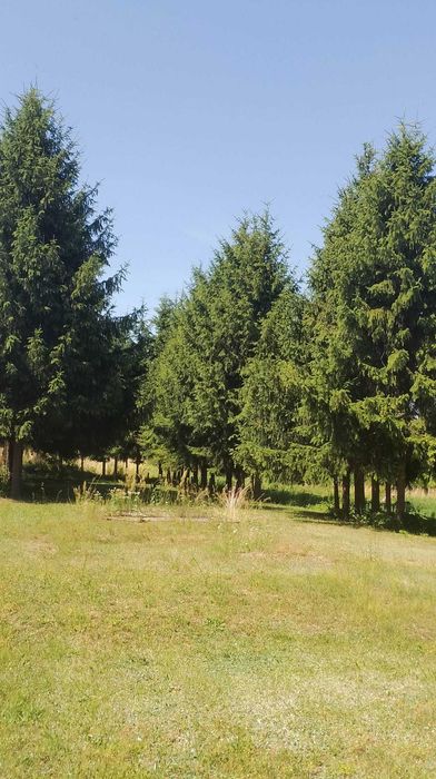 Oddam drewno za darmo po dokonanej wycince