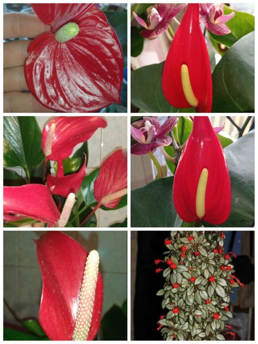 Антуріуми.Різноманітні рослини для вашої оселі.