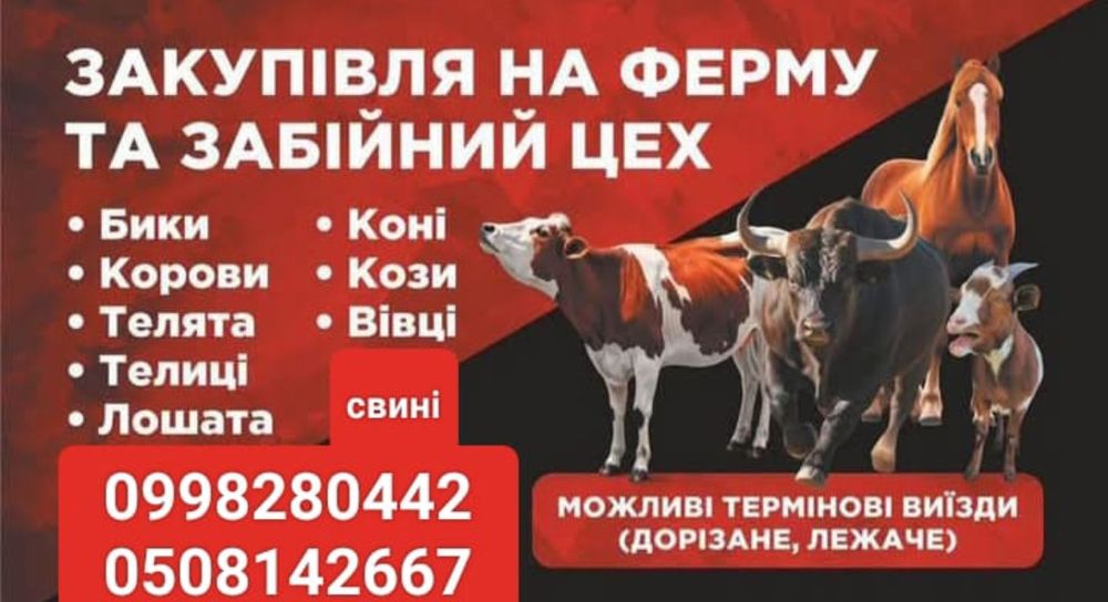 Корова коровы на ферму на мясо