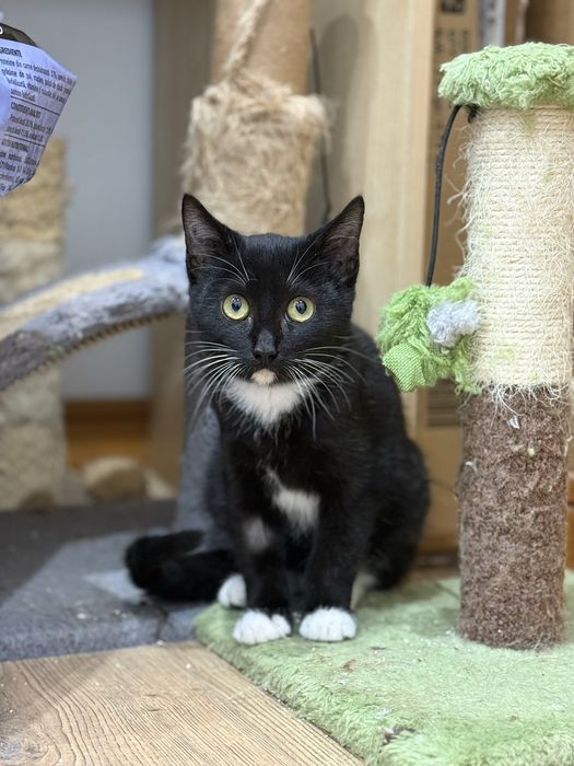 Gatinho 4 meses para adoção