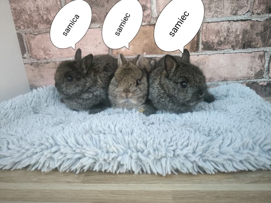 Króliczki rasy Karzełek szary mini króliki