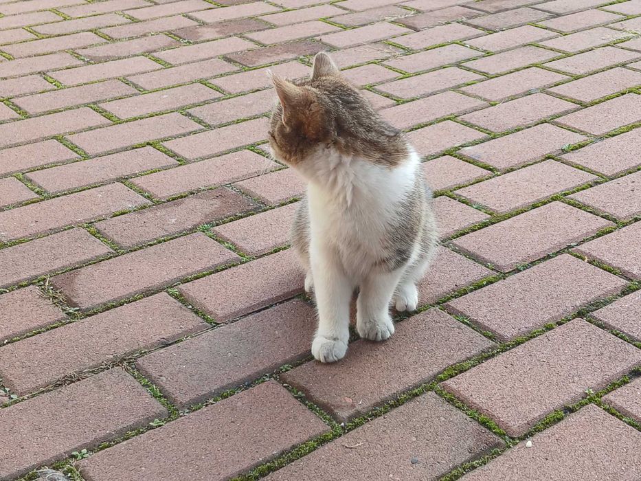 Kot, kocur, kocurek - oddam w dobre ręce