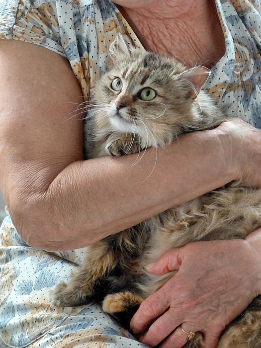 Кішечка Міла шукає родину