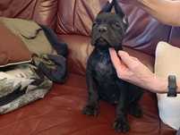 Cane corso czarna suczka FCI