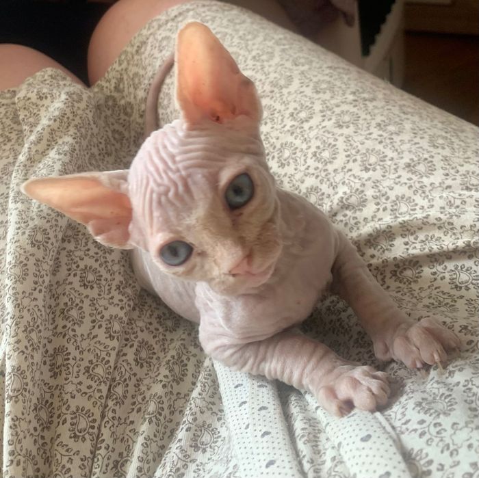 Канадский сфінкс хлопчик у розведення.  вік 1,5 місяці