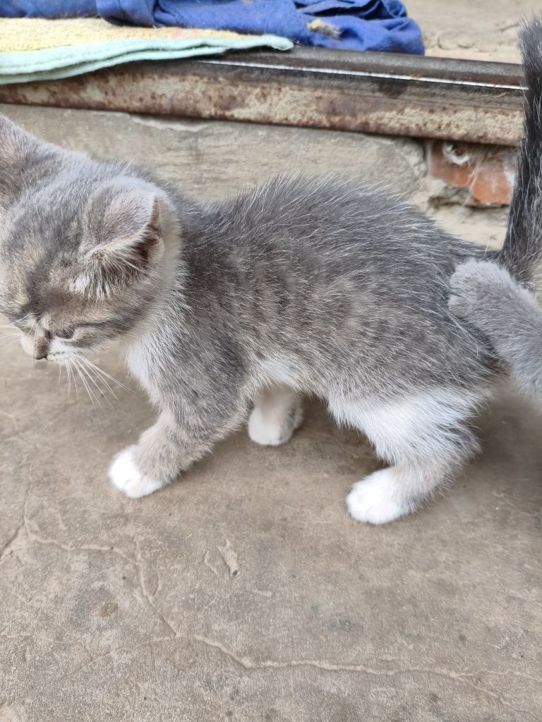 Віддам кошенят в добрі руки