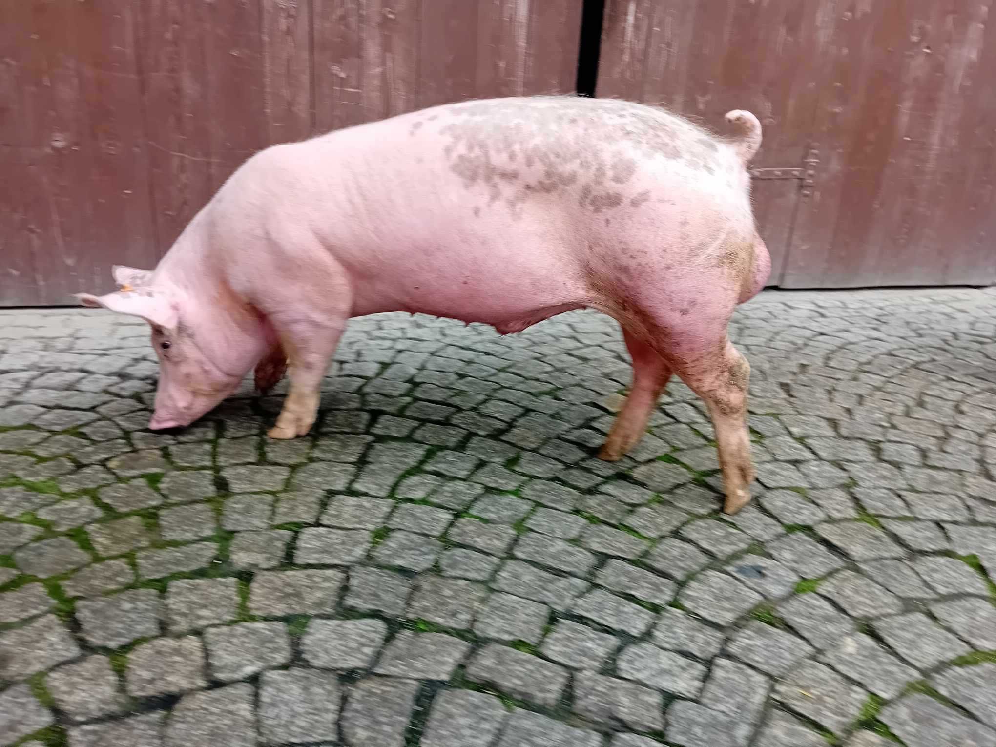 Knur knurek młody