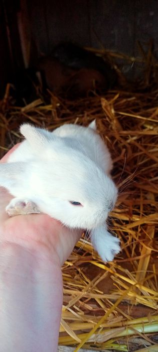 Декоративні карликові кроленята