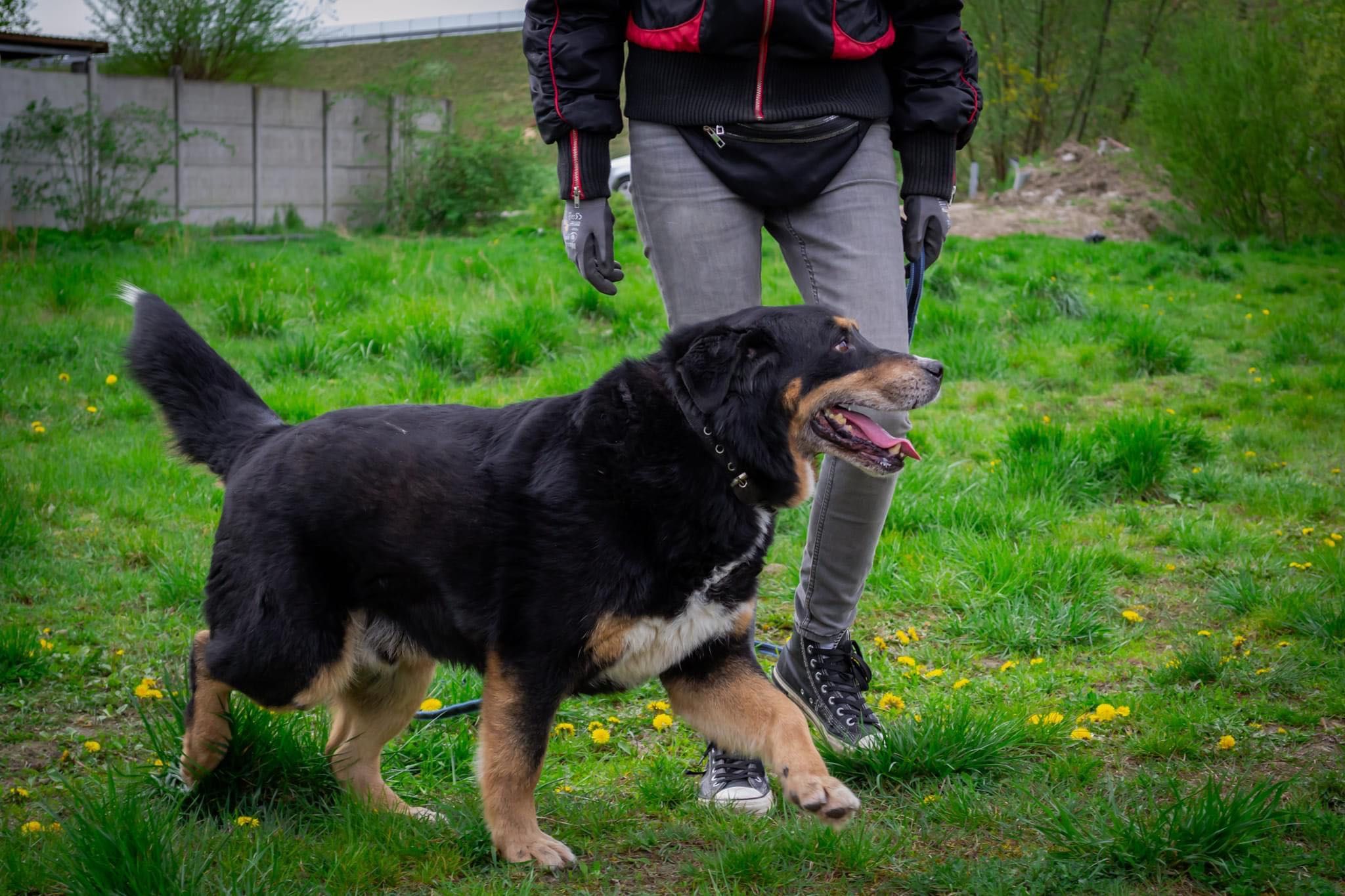 Pies w typie berneński pies pasterski do adopcji!
