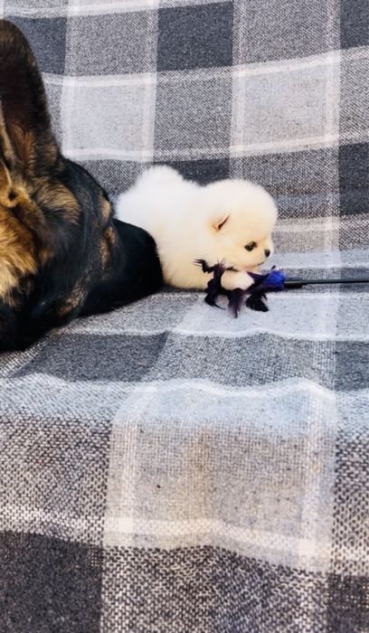 Настоящая куколка