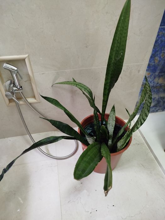 Lanças de São Jorge, planta natural