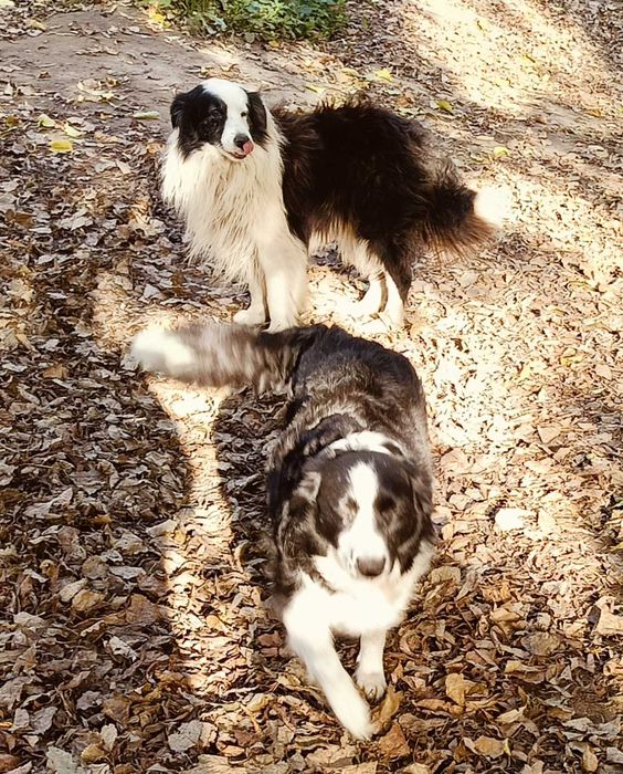 Border collie samiec