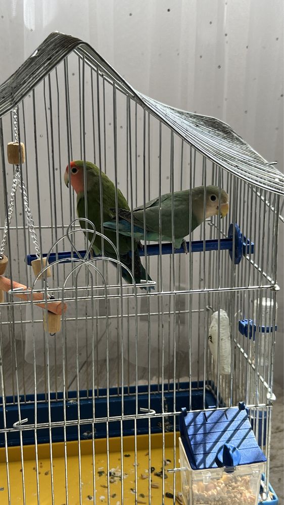 Папуги з кліткою