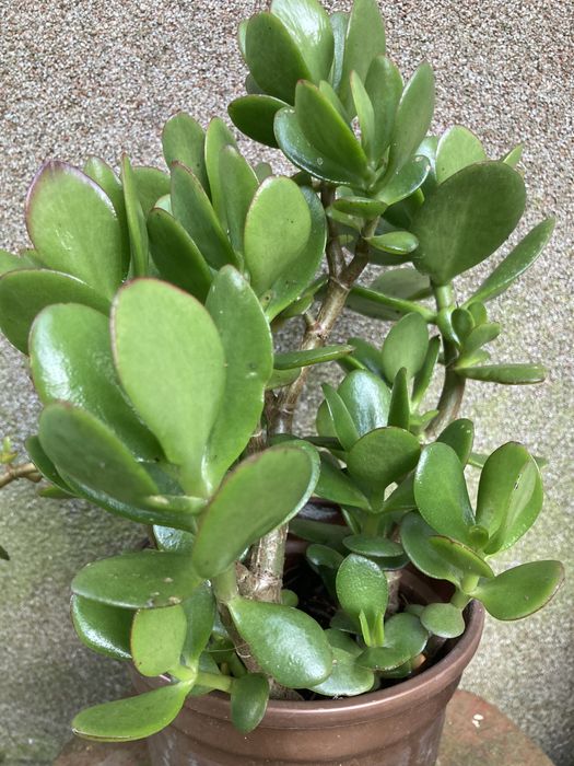 Kwiaty doniczkowe kliwia i grubosz