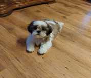 Szczeniaczki Shih-tzu z rodowodem
