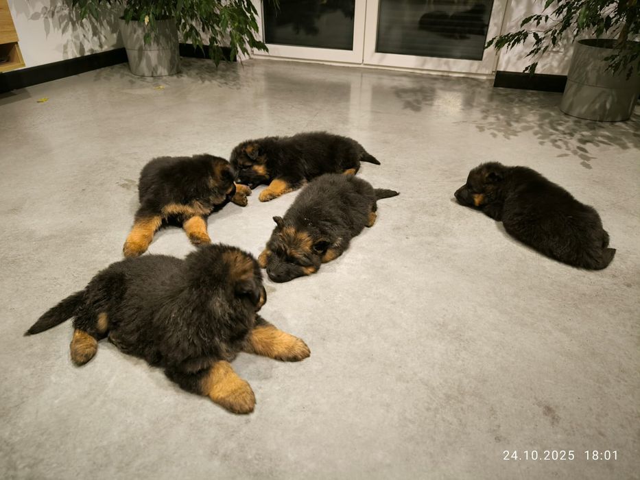 owczarek niemiecki długowłosy