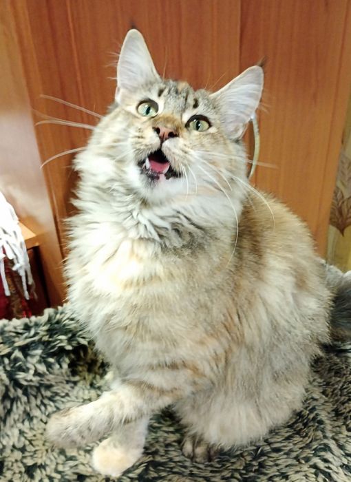 Кошенята МЕЙН-КУН