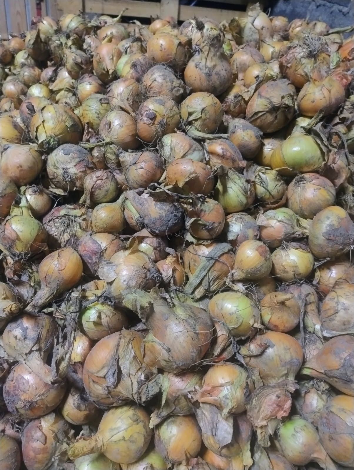 Sprzedam cebule po 80 gr/kg