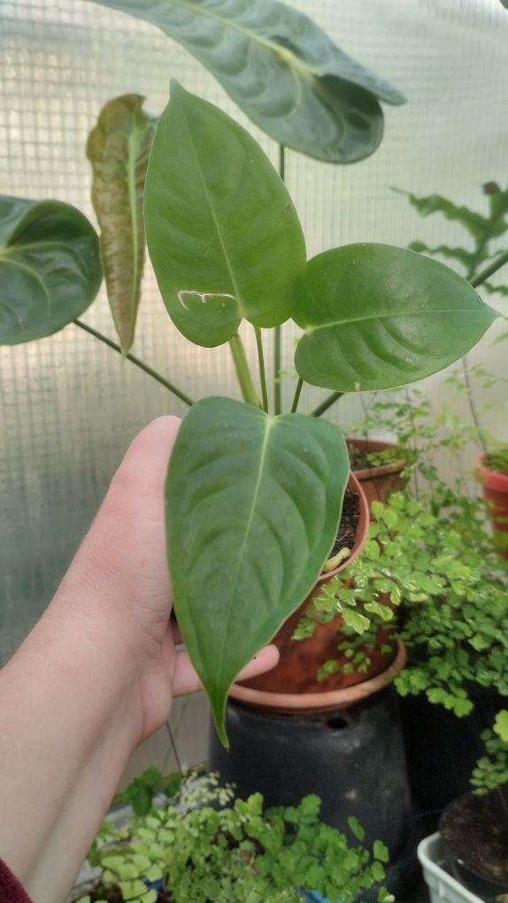 Антуріум Anthurium veitchii