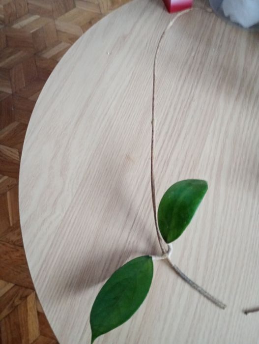 Hoya benchaii
Sadzonka cięta 
Posiada kilka węzłów i