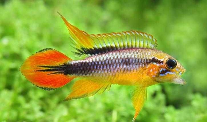 Apistogrammas Ciclídeos anões
