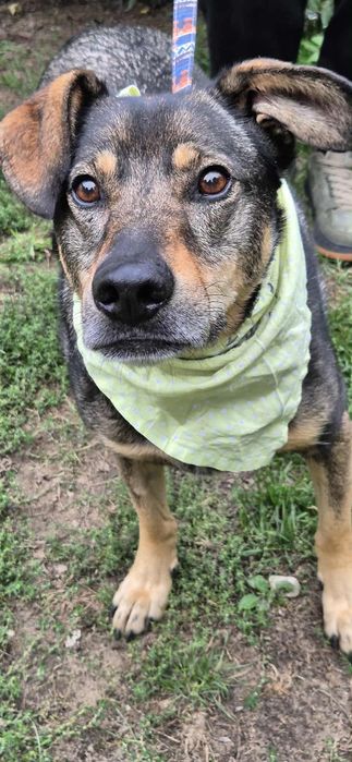 Przemiły psia do adopcji