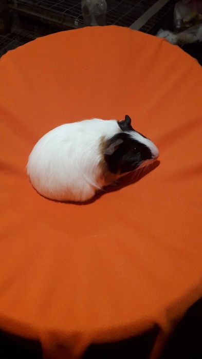 Морські свинки,  прості гладкошерсті.