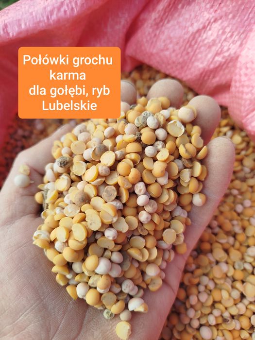 Połówki grochu białko 20 kg karma gołębi ryb pasza zwierząt