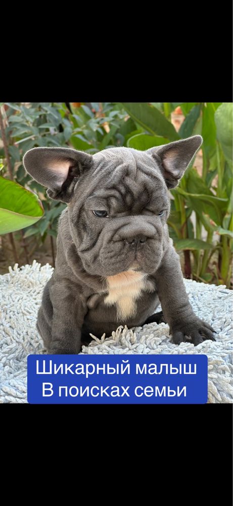 Французский бульдожик бигропчик! ЛЮКС малыш!
