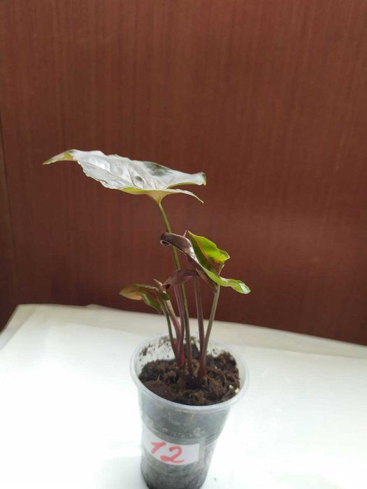 Сингониум white butterfly